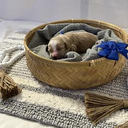 Blue Collar Male - Red  male Goldendoodle puppy in Bradenton, Florida from Suncoast Goldendoodles