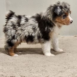 Boy 2 - Blue merle male Miniature Australian Shepherd puppy in Cedar Rapids, Iowa from Bornagain Paws