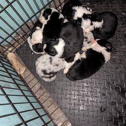 Australian Shepherd and Great Dane Puppies from AEW Farm