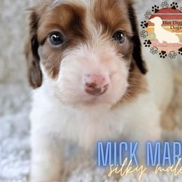 Mick Mars - Red Dachshund puppy in Apple Springs, Texas from Hot Diggity Dogs