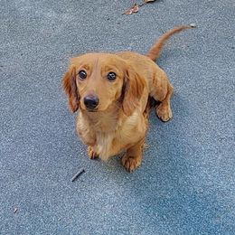 Nala - Dachshund