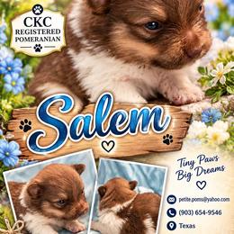 Salem - Chocolate parti male Pomeranian puppy in Gun Barrel City, Texas from Petite Poms