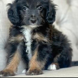 Thursday💜 - Black tri-color male Aussiedoodle puppy in Granbury, Texas from Triple Cross Doodles