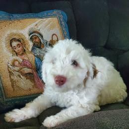 Lily - White female Sheepadoodle puppy in Bellevue, Iowa from Fluffy Wonders Poms and Doodles