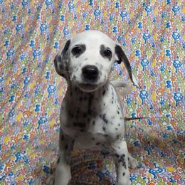 Dots- Blue LUA - White and black female Dalmatian puppy in Claremore, Oklahoma from Lotsofdots Dalmatians