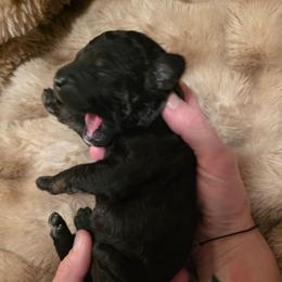 Pax - Phantom male Poodle puppy in New York from Powder Puff Poodles