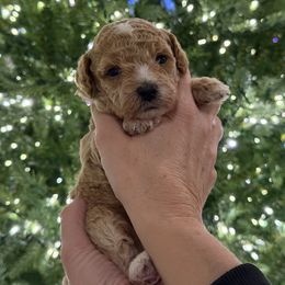 Pink collar - Apricot female Assorted Doodle Crosses puppy in Marysville, California from Dailey Doodles and Dachshunds