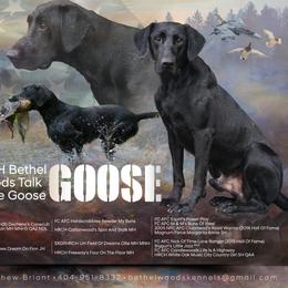 Goose - Labrador Retriever