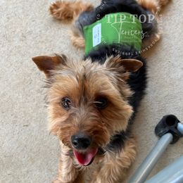 Louie - Yorkshire Terrier