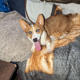 Ruby - Pembroke Welsh Corgi