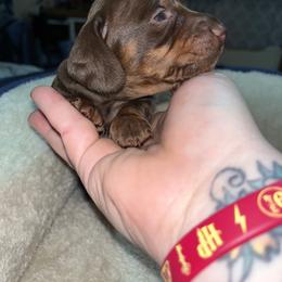 Dachshund Puppies from Do It With Love Dachshunds
