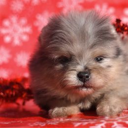 Pumpkin - Blue merle female Pomeranian puppy in Westminster, Colorado from VanityPom’s