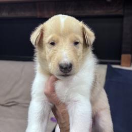 Flip - Sable merle and white male Collie puppy in Bennett, Colorado from CYNDELLA COLLIES