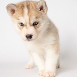 Athena - Sable and white Siberian Husky puppy in Meadow Vista, California from Thistle Hill Canine