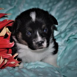 Pembroke Welsh Corgi Puppies from Larrchelle's Corgi's