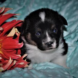 Pembroke Welsh Corgi Puppies from Larrchelle's Corgi's