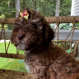 Pua - Phantom female Goldendoodle puppy in Camden, North Carolina from Oopsie Doodles of NC
