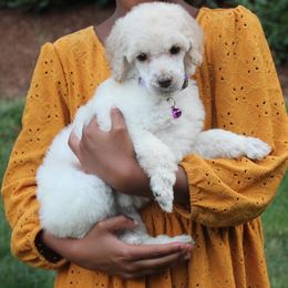 Poodle Puppies from Mount Zion Kennels