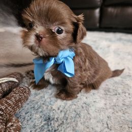 Churro - Chocolate male Shih Tzu puppy in Corona, California from Ju Shih Tzu