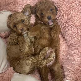 Poodle Puppies from Red toy poodles