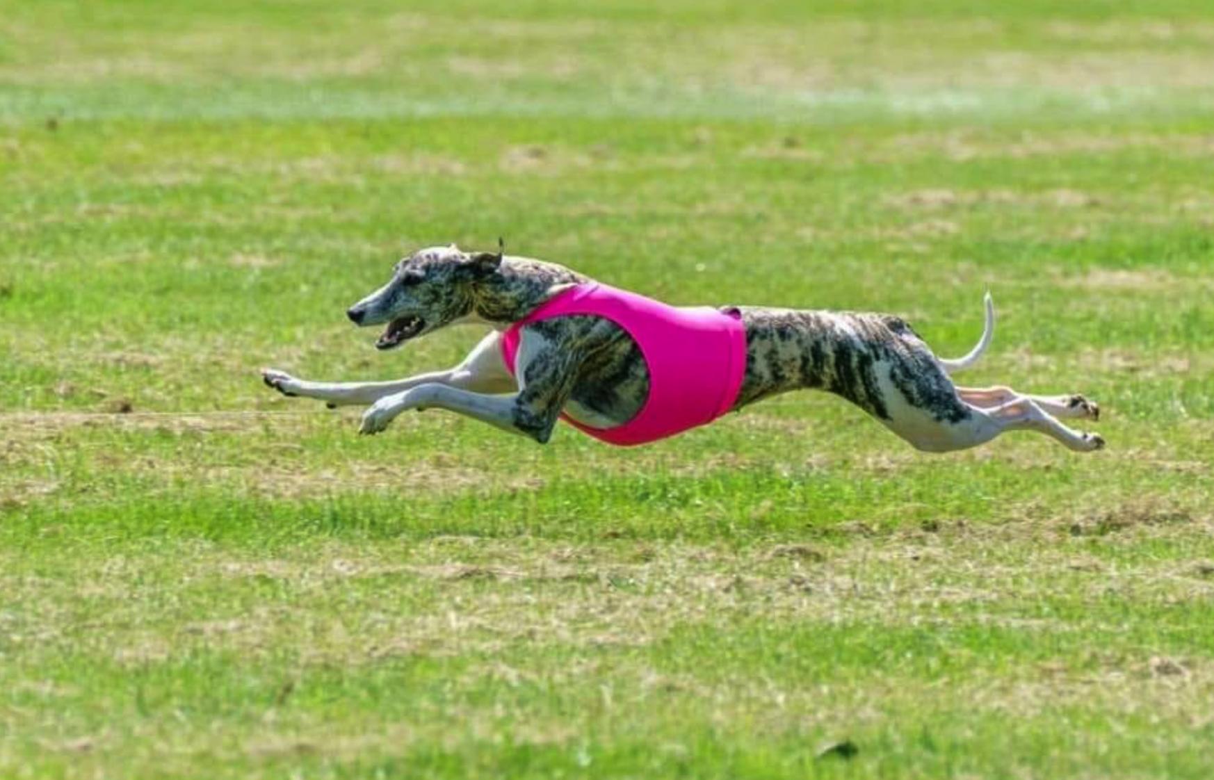 Treadway Whippets in Washington Whippet puppies Good Dog