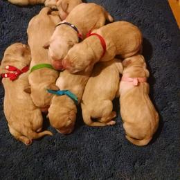 Labrador Retriever Puppies from Puddle Jumper Labs