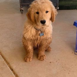 Golden Retriever Puppies from Little Bitta Luck Farms