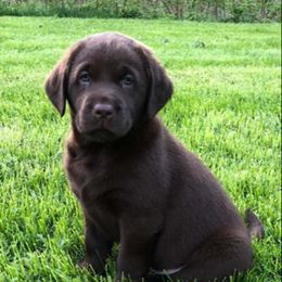 Labrador Retriever Puppies from Red Barn Farm Labradors - Made in Vermont