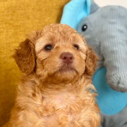 Duchess - Red  female Goldendoodle puppy in Brooklyn, New York from Doodle of NY