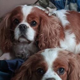 Cavalier King Charles Spaniels from Dawn Miner's Cavalier King Charles Spaniels