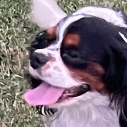 Cavalier King Charles Spaniels, Miniature Pinschers, Miniature Schnauzers, and Shih Tzus from Boggy Depot Cavaliers & Friends
