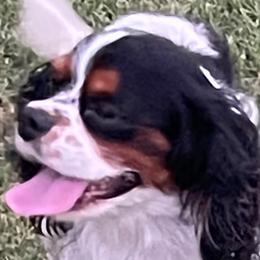 Cavalier King Charles Spaniels, Miniature Pinschers, Miniature Schnauzers, and Shih Tzus from Boggy Depot Cavaliers & Friends