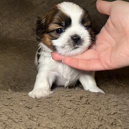 Shih Tzu Puppies from Caroline Mendes