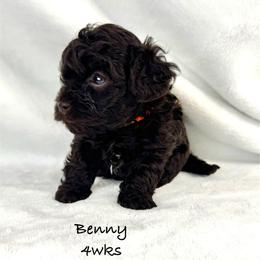 Benny - Chocolate male Yorkipoo puppy in Waldorf, Maryland from Luv My Yorkies, LLC