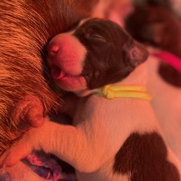 German Shorthaired Pointer and Jack Russell Terrier Puppies from Ivy Creek Kennels