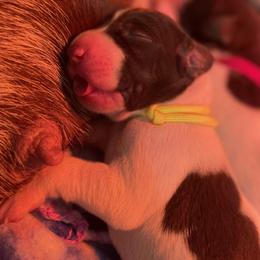 German Shorthaired Pointer and Jack Russell Terrier Puppies from Ivy Creek Kennels