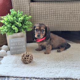 AKC Meet Axel :) - Sable male Dachshund puppy in Centerville, Iowa from Barnyard Dachshunds, Dals & Doodles
