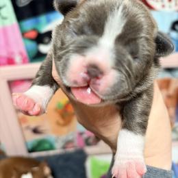 Kit Kat - Blue female Boston Terrier puppy in Monroeton, Pennsylvania from Molly & Hailey’s Boston Terrier Pups