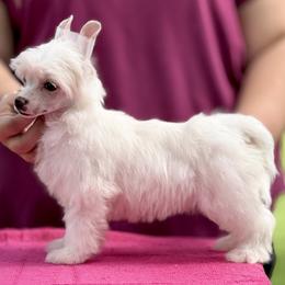 White Puff Male - White male Chinese Crested puppy in Hollywood, Florida from Candela Chinese Cresteds