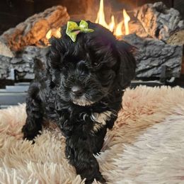 Cavapoo, Cockapoo, Goldendoodle, and Maltipoo Puppies from Perdue Puppies