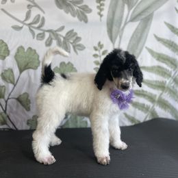 Nadia - Parti Poodle puppy in Sheboygan, Wisconsin from Juicy Standards