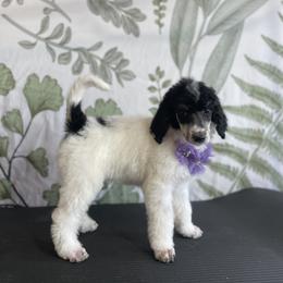 Nadia - Parti Poodle puppy in Sheboygan, Wisconsin from Juicy Standards