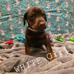 White - Red and rust female Doberman Pinscher puppy in Knox, Indiana from Double River Dobermans