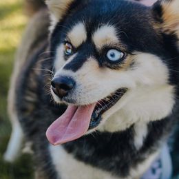 Mulan - Pomsky