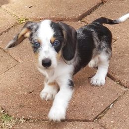 Dachshund Puppies from Hill Country Dachshunds