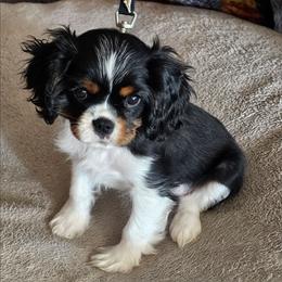 Oliver - Tri-color male Cavalier King Charles Spaniel puppy in Simi Valley, California from Above All Else Love