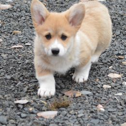 Romeo - Red male Pembroke Welsh Corgi puppy in Clayton, Washington from Smiling J Ranch Corgis