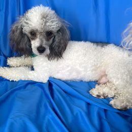 Linus - Poodle