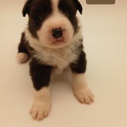 Seth black and white - Black male Border Collie puppy in Gloucester, Virginia from Peachy Keen Border Collies
