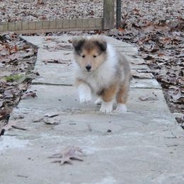 Collie Puppies from Collies of Wych